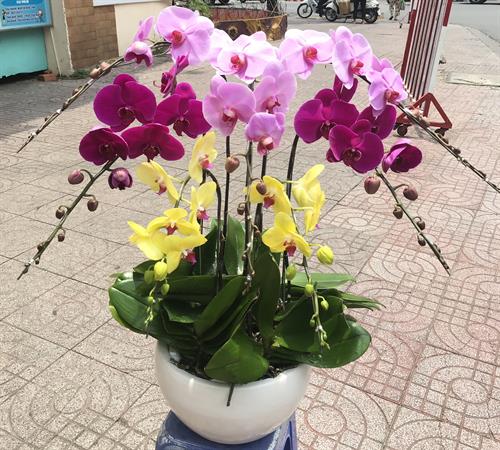Hoa Lan Khai Trương 00123